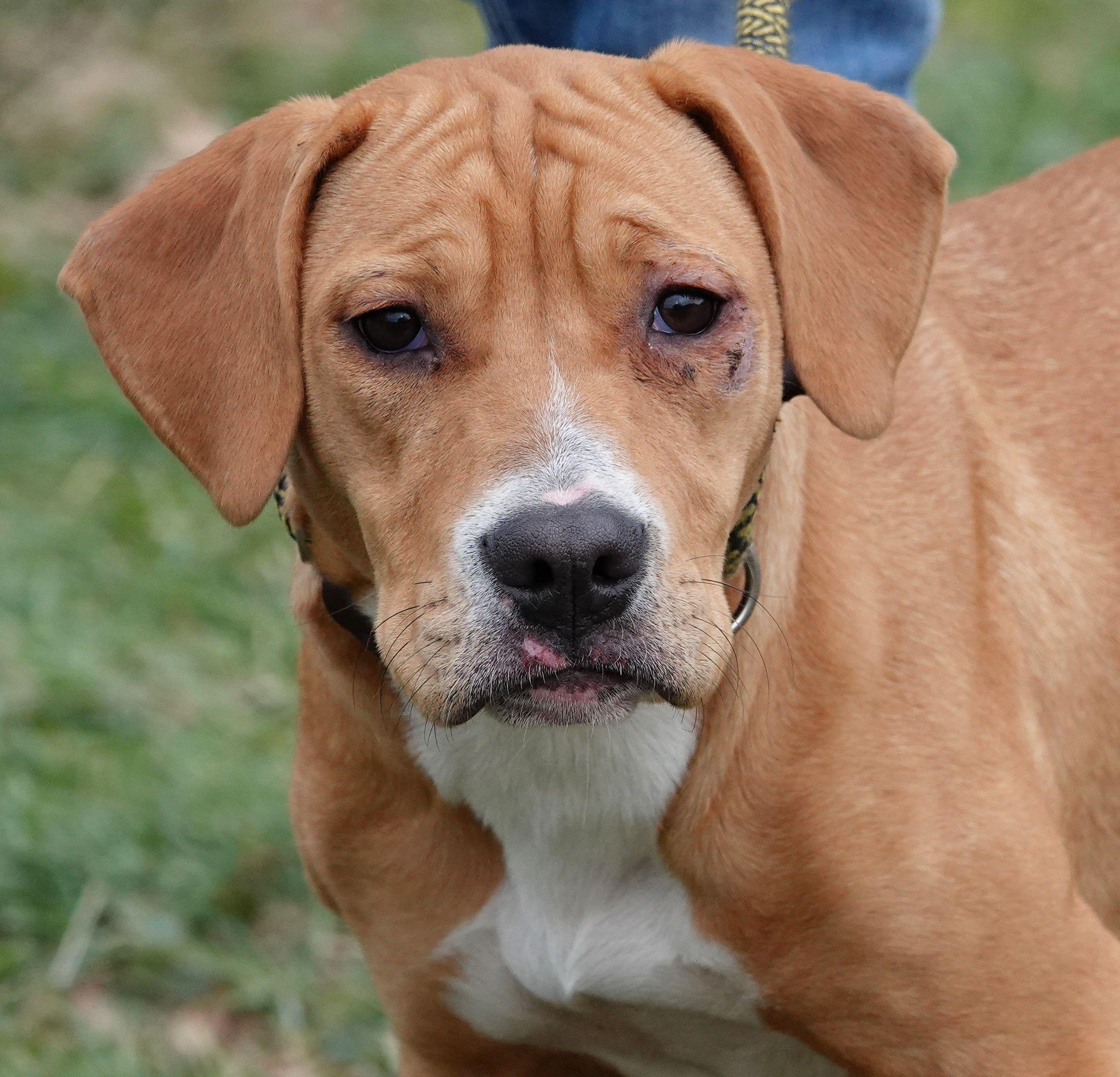 Dot , ADOPTABLE, Young Female Mixed Breed.