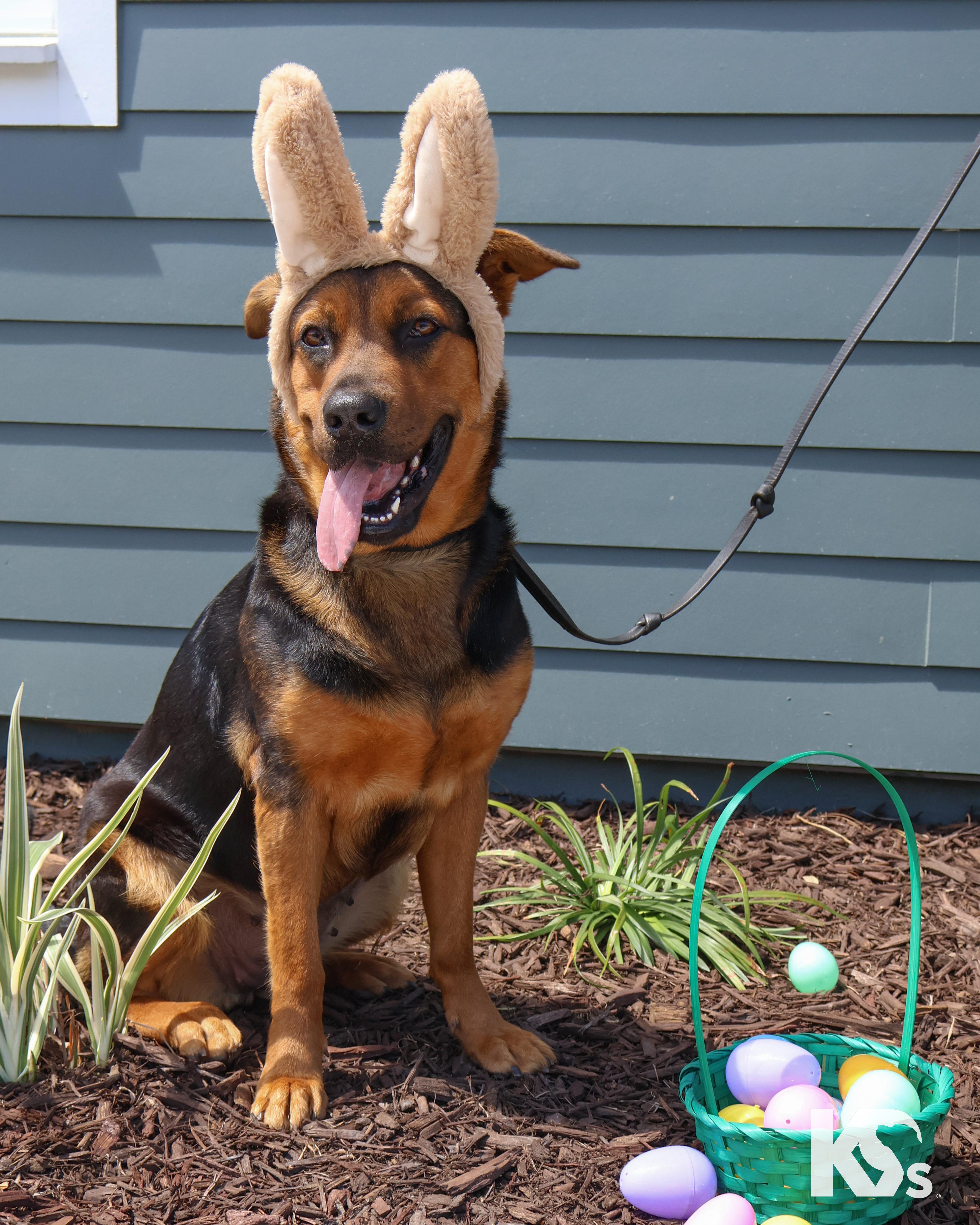 Enlarge Valentina, a ADOPTABLE mixed breed in Ponte Vedra, FL image 4/6