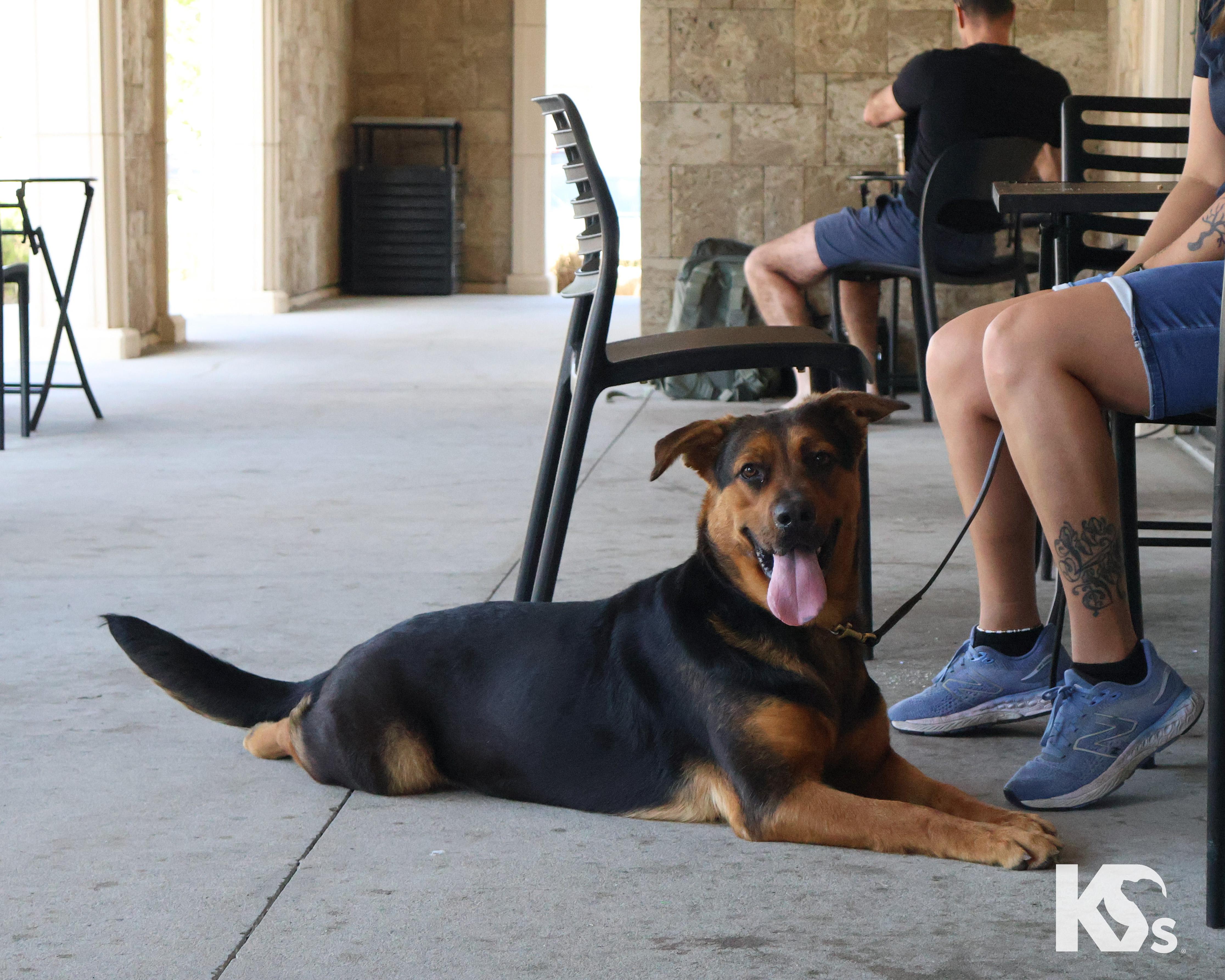 Enlarge Valentina, a ADOPTABLE mixed breed in Ponte Vedra, FL image 2/6