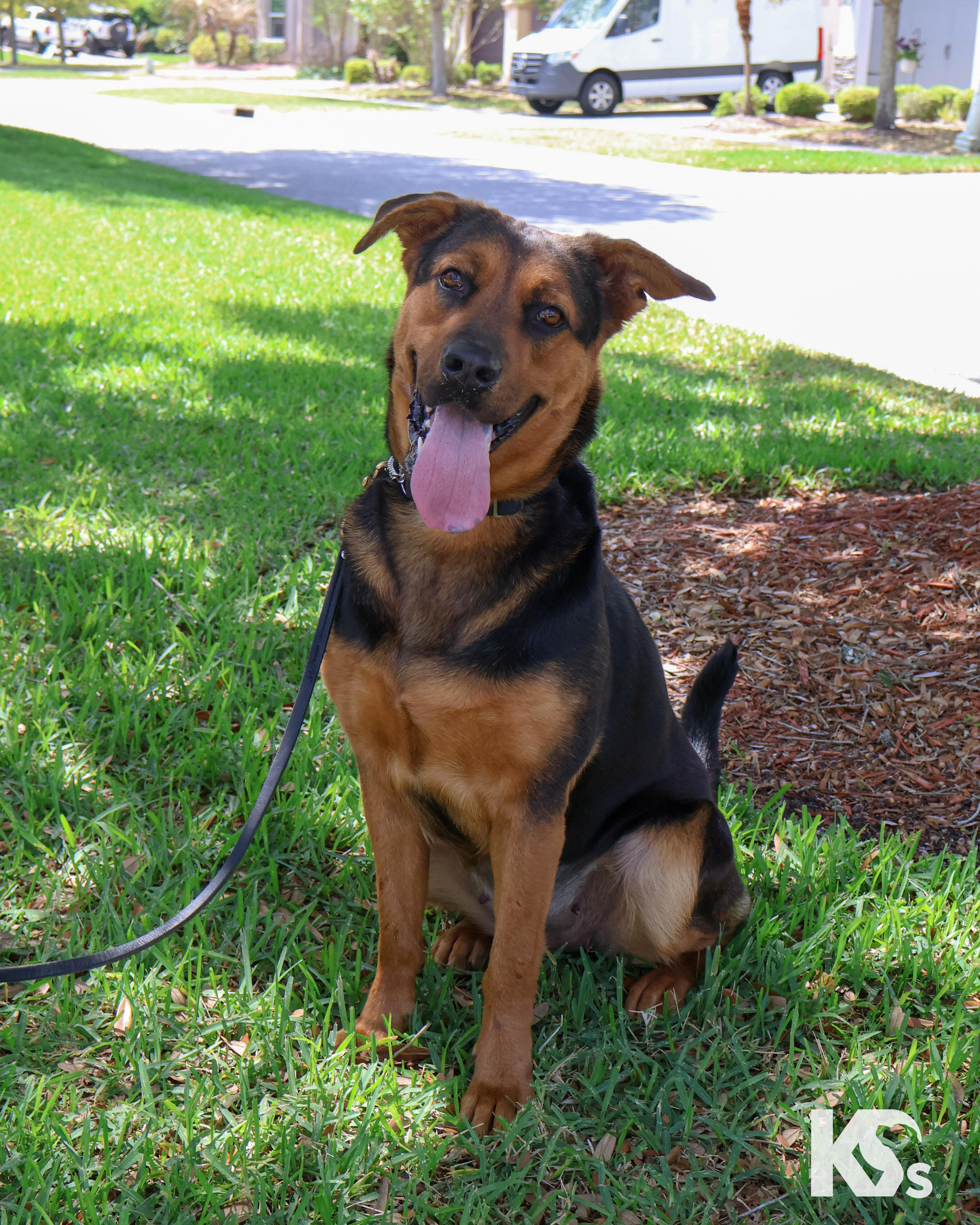 Valentina, ADOPTABLE, Young Female German Shepherd Dog & Rottweiler.