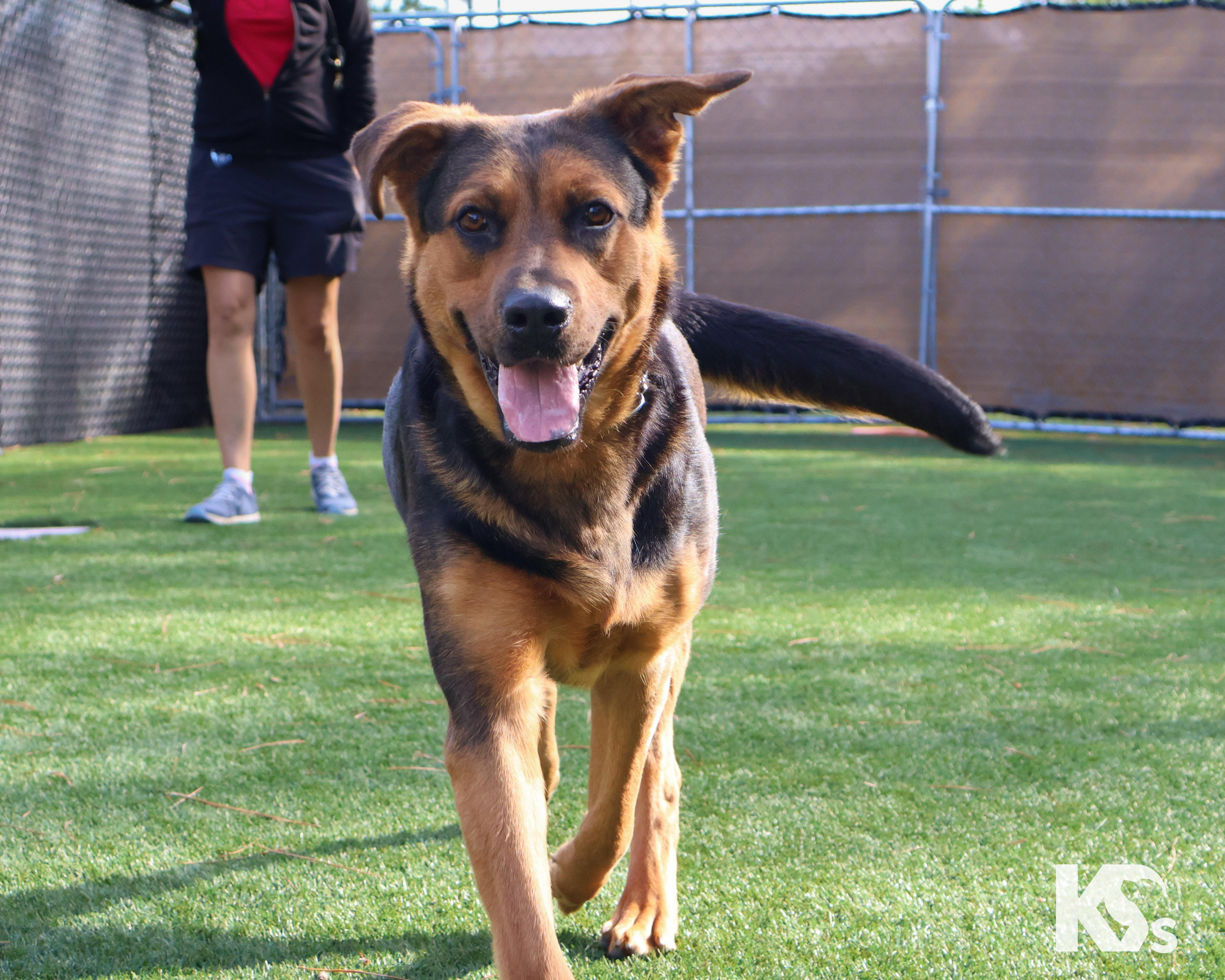 Enlarge Valentina, a ADOPTABLE mixed breed in Ponte Vedra, FL image 3/6