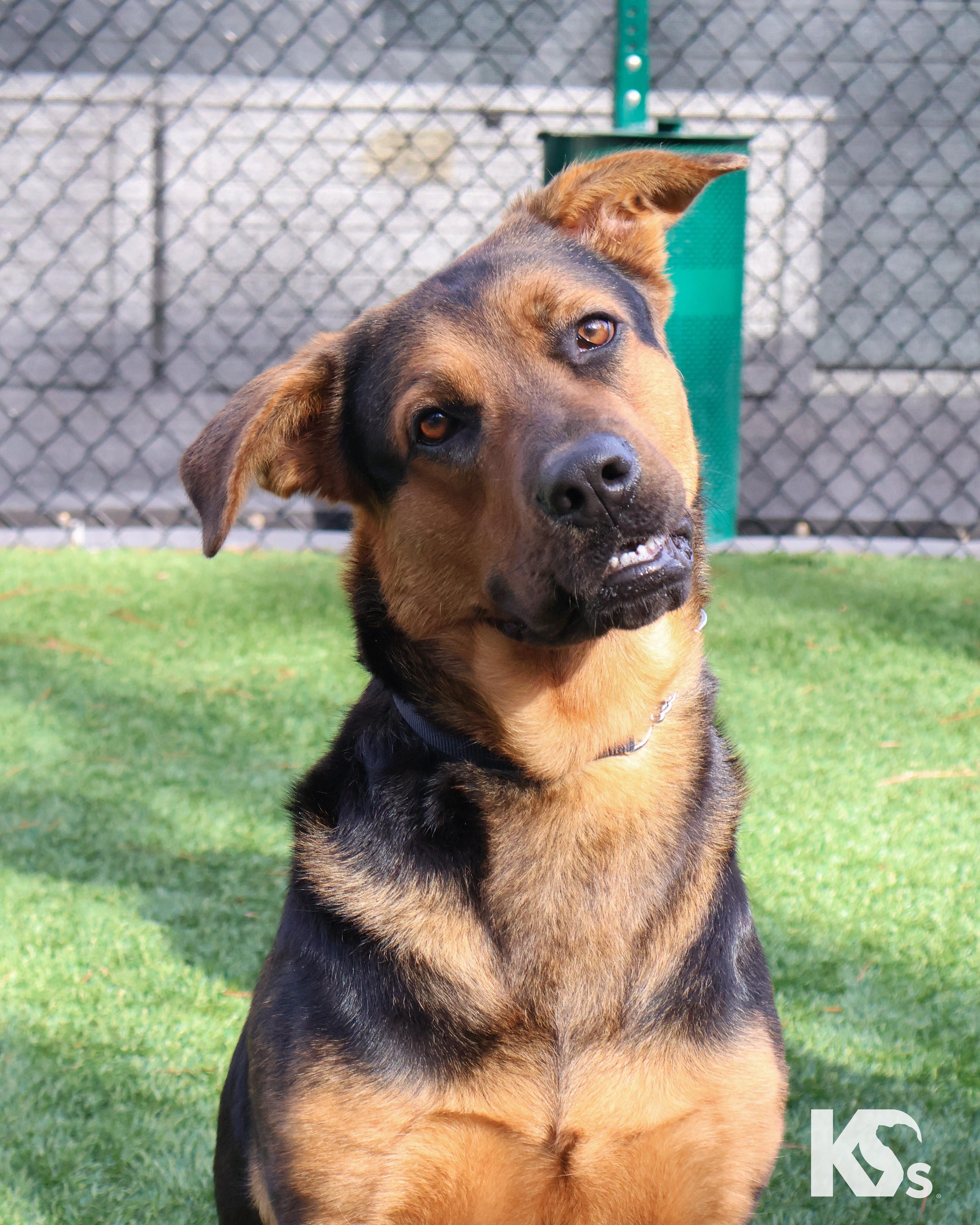 Enlarge Valentina, a ADOPTABLE mixed breed in Ponte Vedra, FL image 5/6