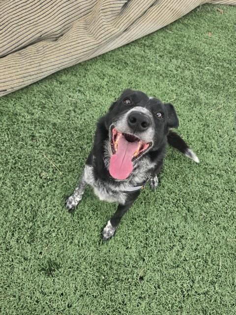 Enlarge SNAPPY, a Adoptable mixed breed in Casper, WY image 1/1