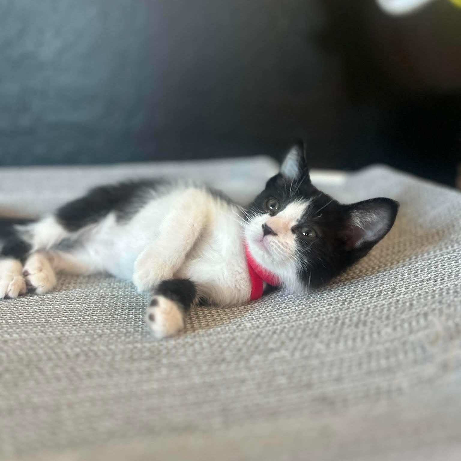Nix, a ADOPTABLE Domestic Medium Hair in Las Vegas, NV image 3/4