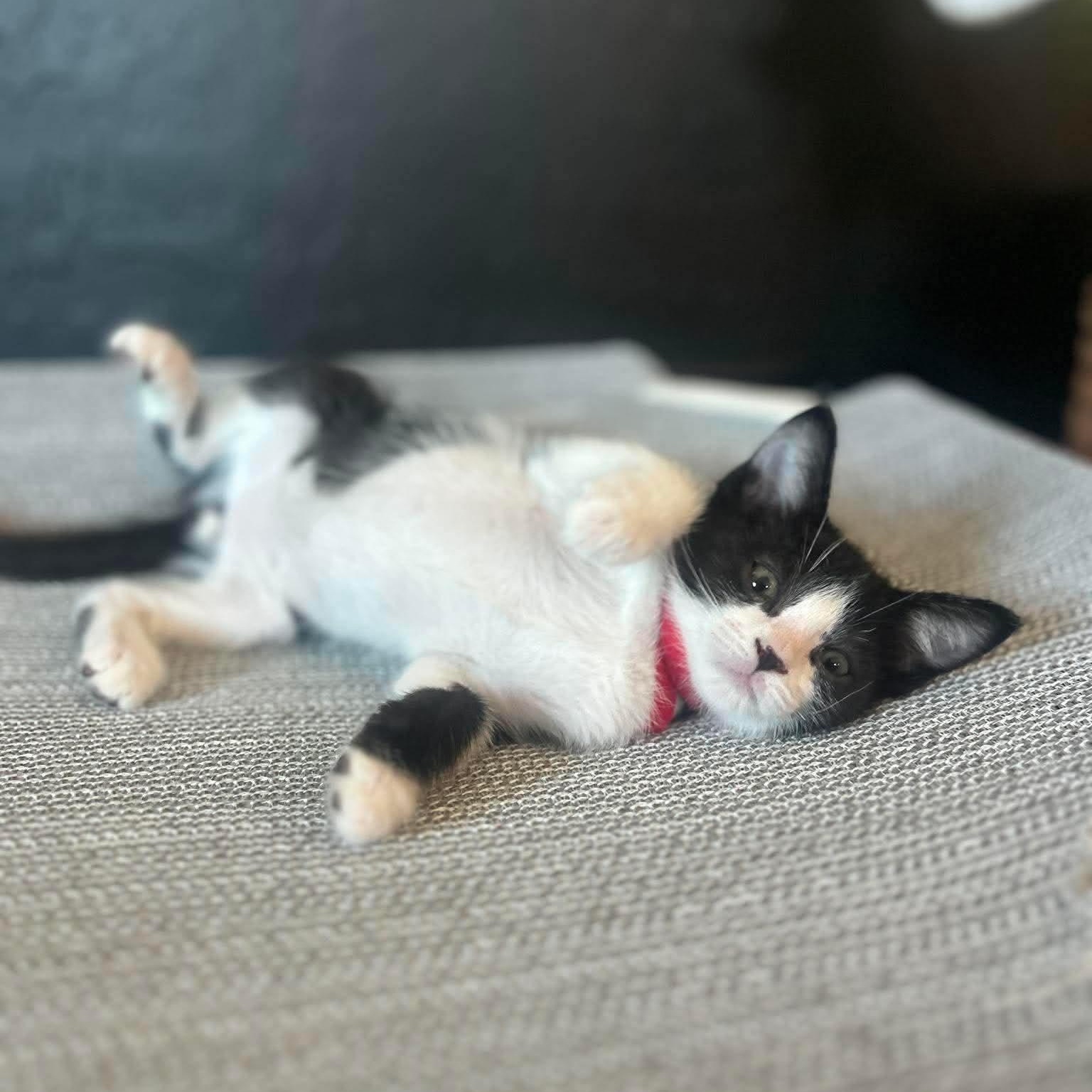Nix, a ADOPTABLE Domestic Medium Hair in Las Vegas, NV image 4/4