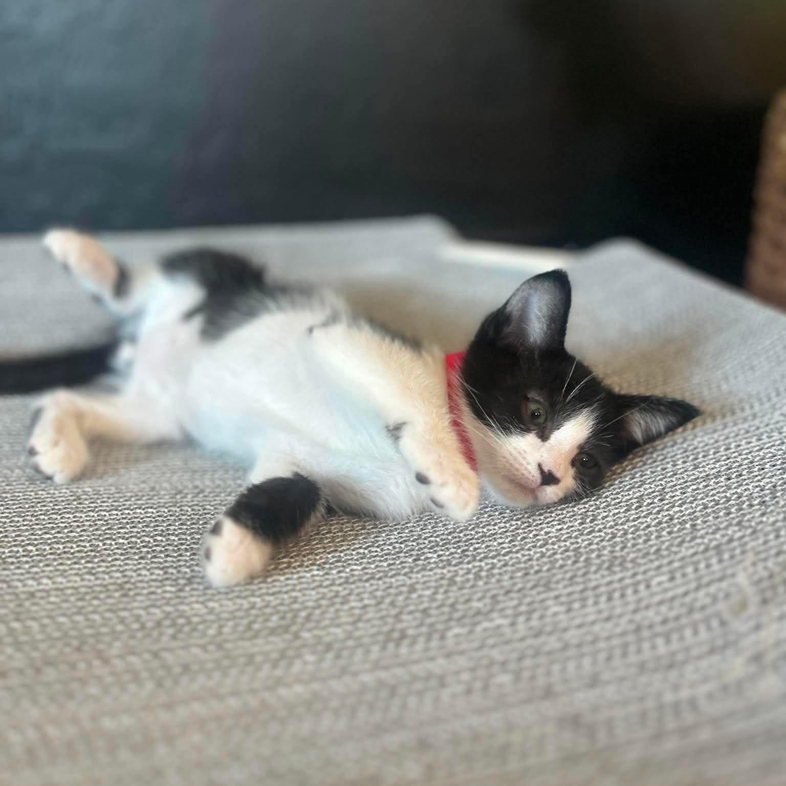 Nix, a ADOPTABLE Domestic Medium Hair in Las Vegas, NV image 2/4