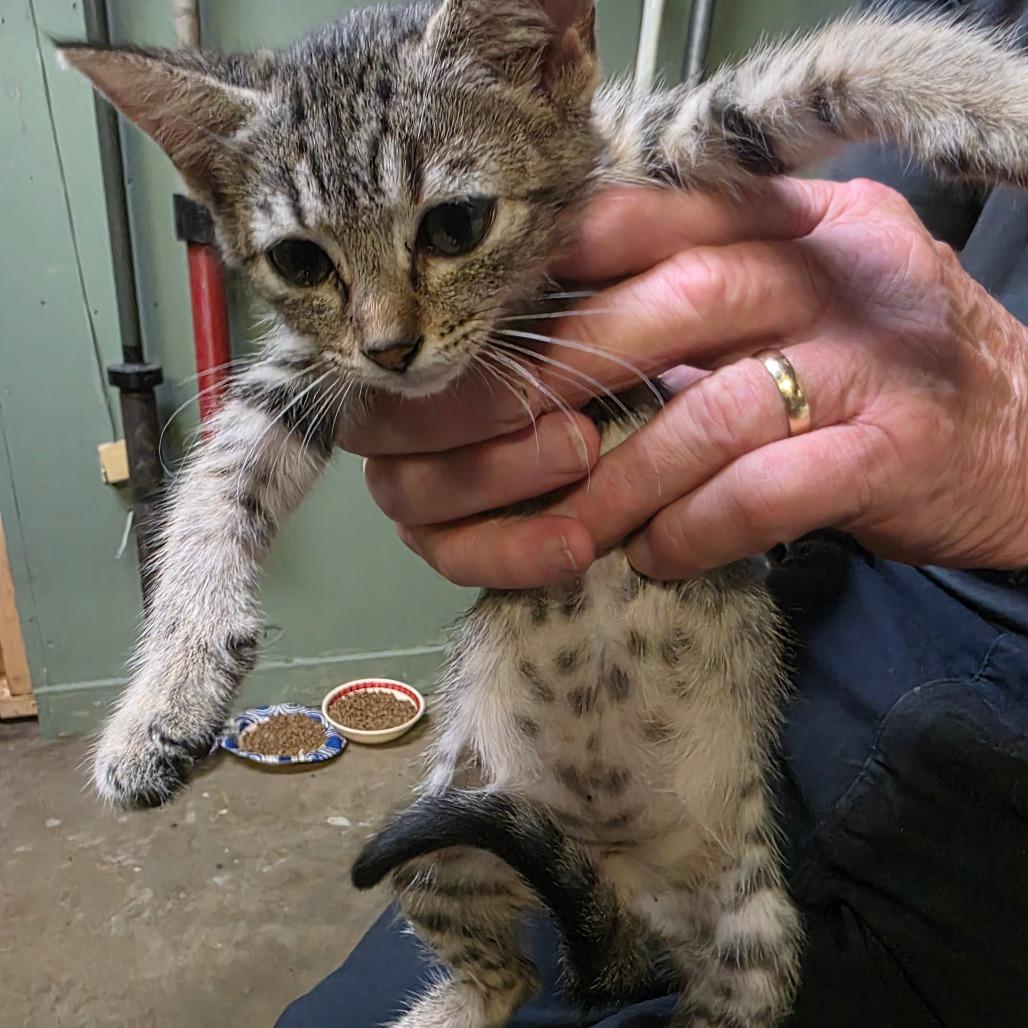 Yulia, Adoptable, Kitten Female Domestic Short Hair.