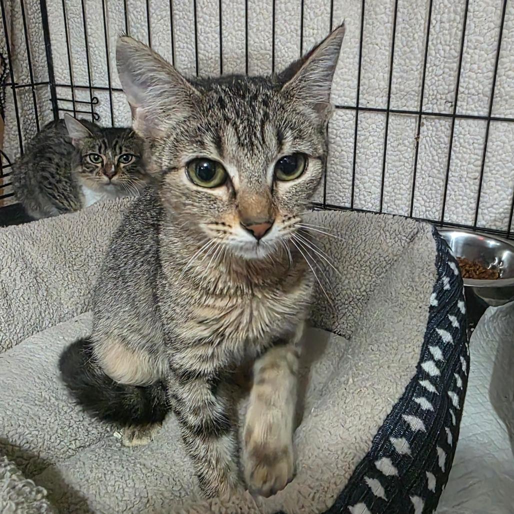 Enlarge Yulia, a Adoptable Domestic Short Hair in Natchitoches, LA image 2/2