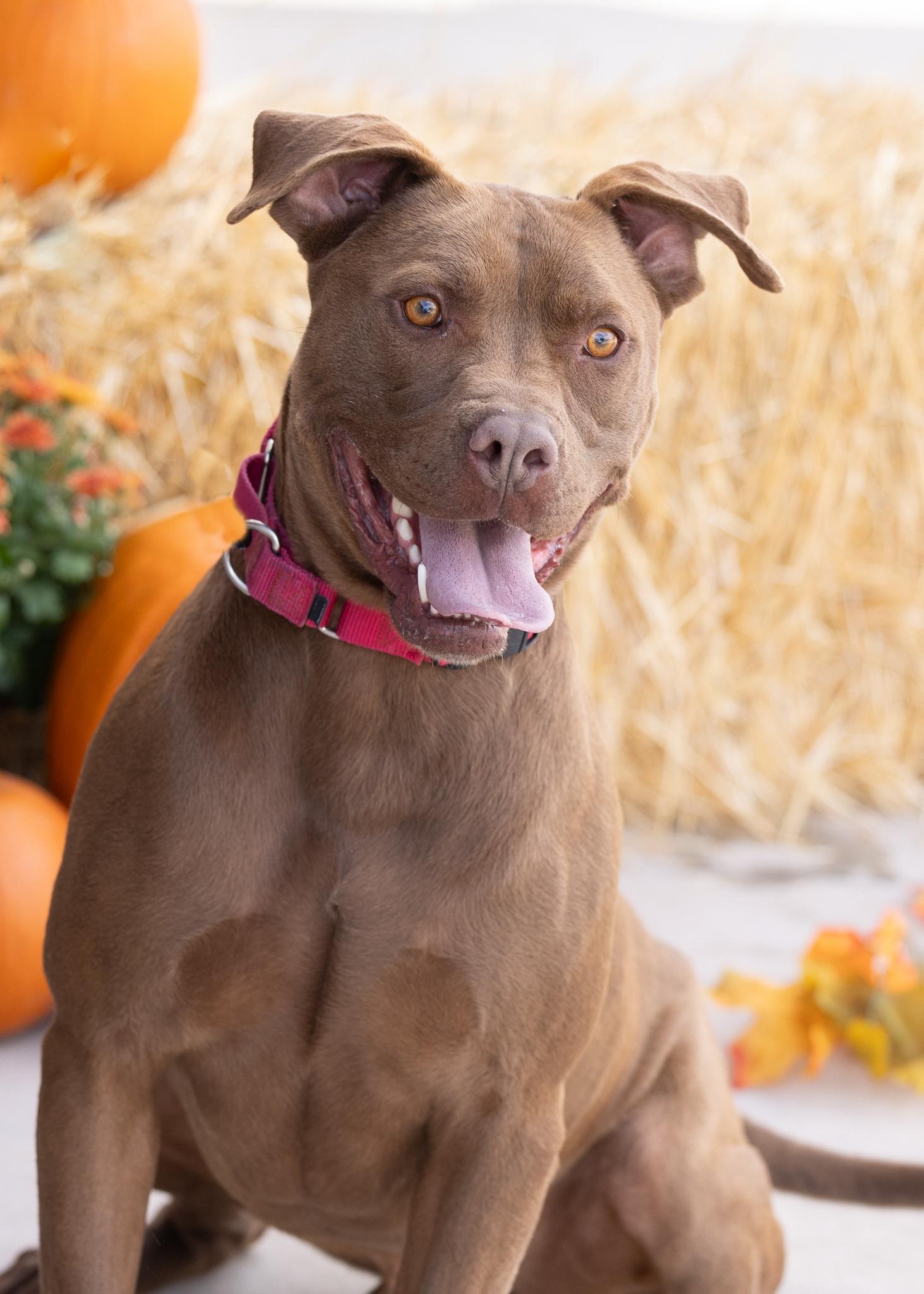 BRODY, an adoptable Pit Bull Terrier in Moab, UT, 84532 | Photo Image 1
