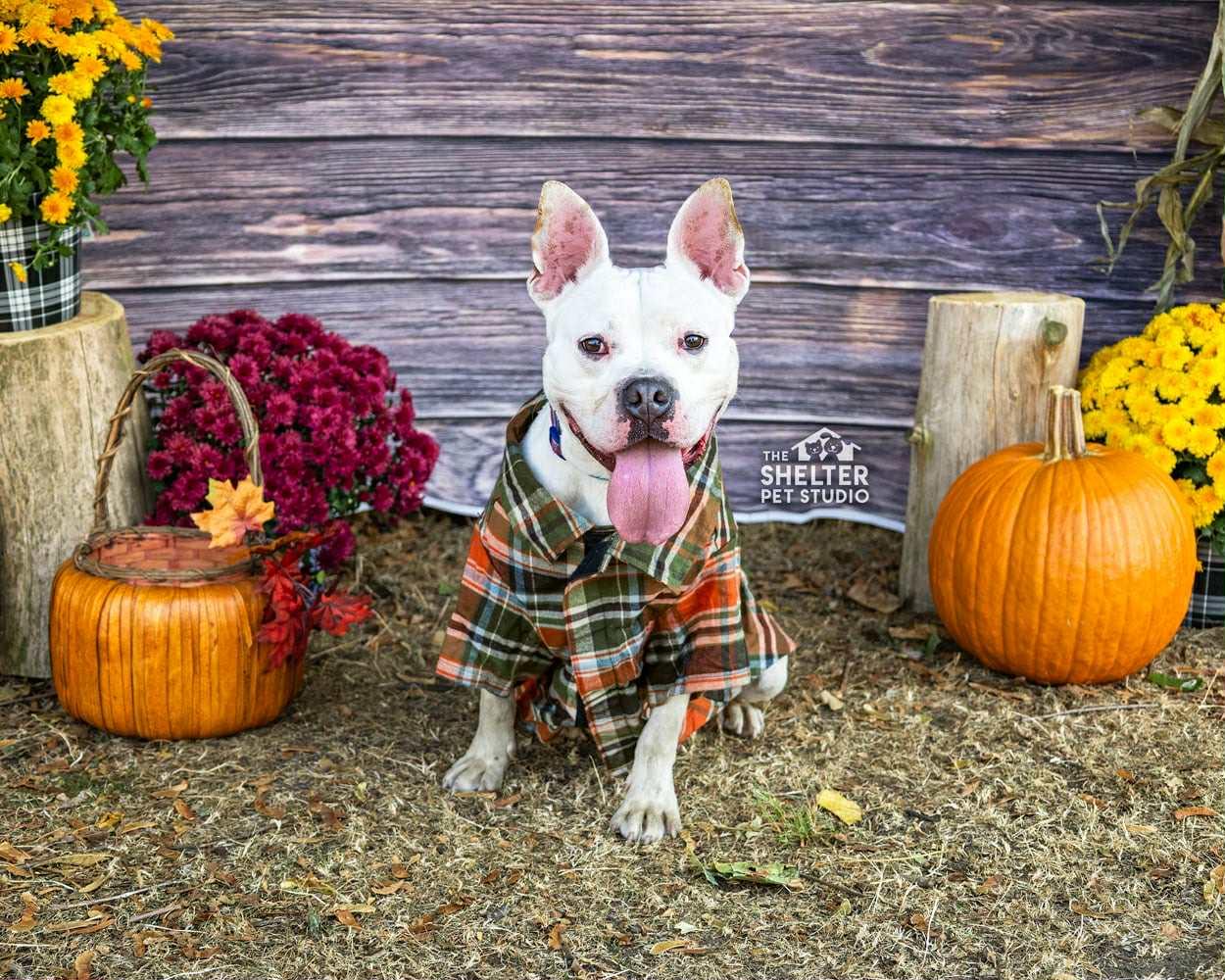 Mr Bush AVAILABLE, a Adoptable mixed breed in Canton, OH image 2/6