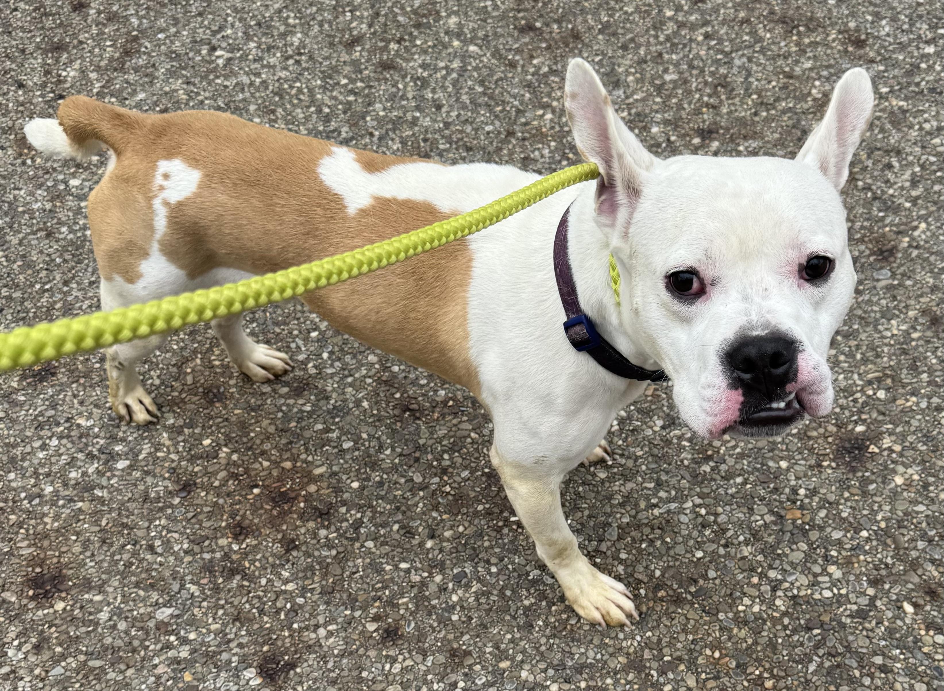 Mr Bush AVAILABLE, a Adoptable mixed breed in Canton, OH image 6/6