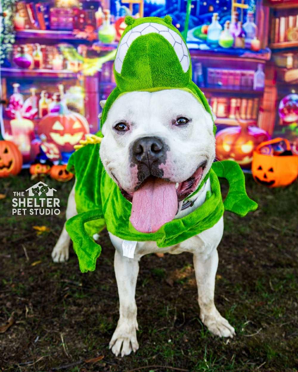 Mr Bush AVAILABLE, a Adoptable mixed breed in Canton, OH image 1/6