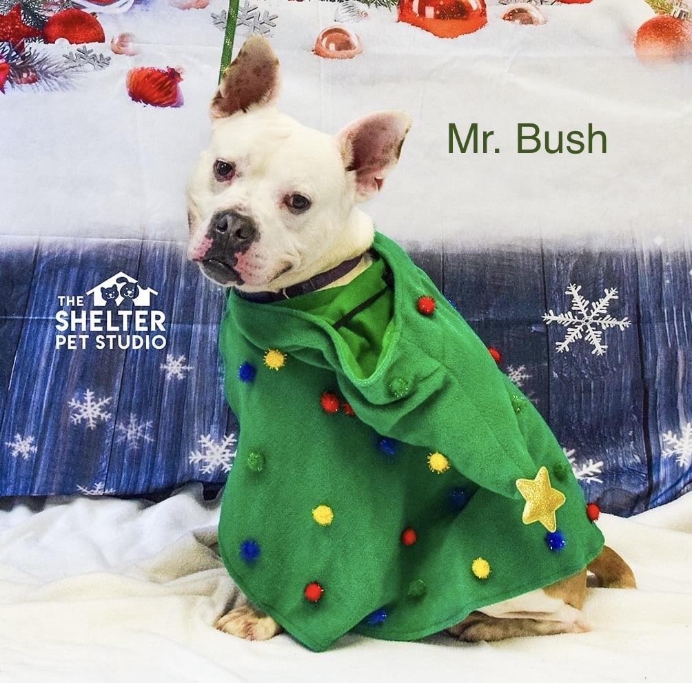 Enlarge Mr Bush AVAILABLE, a Adoptable mixed breed in Canton, OH image 1/6