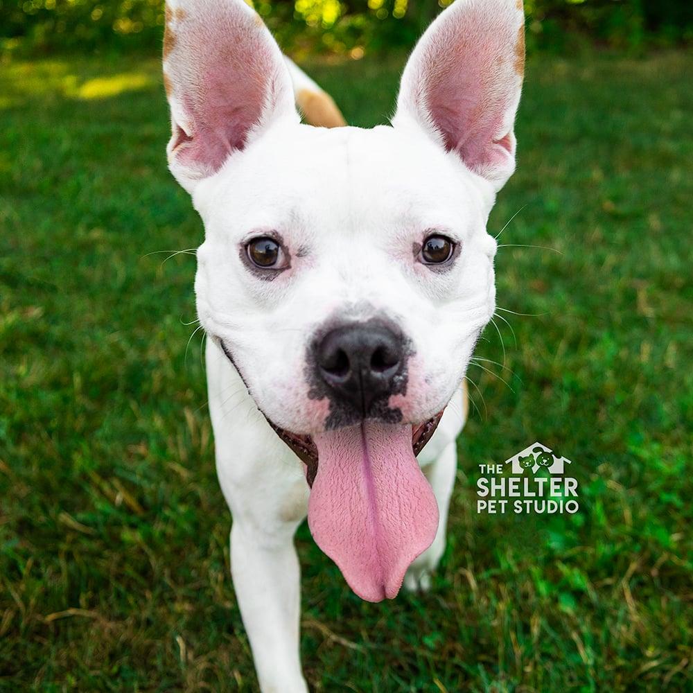 Mr Bush AVAILABLE, a Adoptable mixed breed in Canton, OH image 4/6