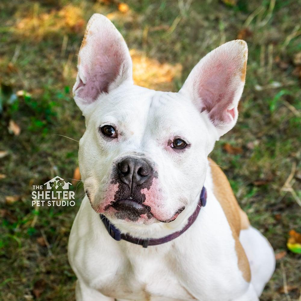 Mr Bush AVAILABLE, a Adoptable mixed breed in Canton, OH image 3/6