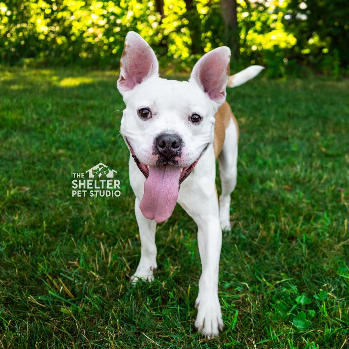 Mr Bush AVAILABLE, a Adoptable mixed breed in Canton, OH image 5/6