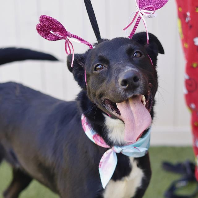 Enlarge LUNA, a Adoptable Labrador Retriever in San Antonio, TX image 1/1