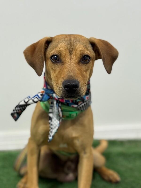 Jay, Adoptable, Puppy Male Rhodesian Ridgeback & Labrador Retriever.