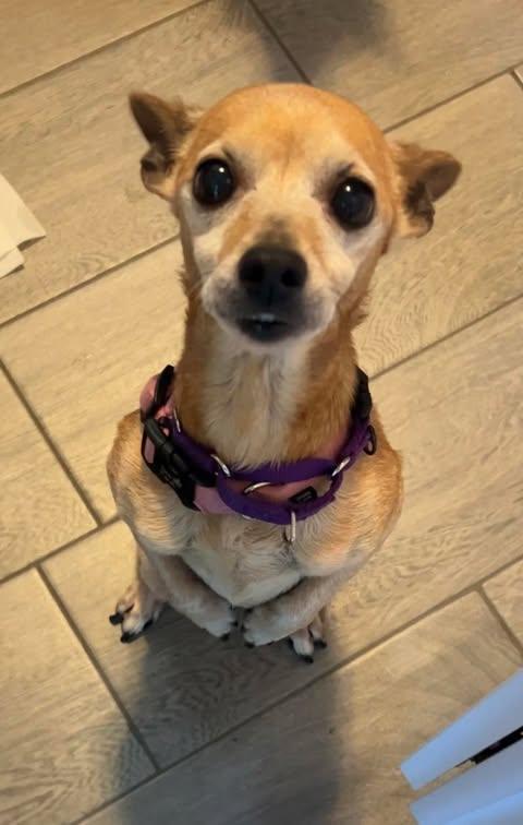 Daisy, Adoptable, Senior Female Chihuahua.