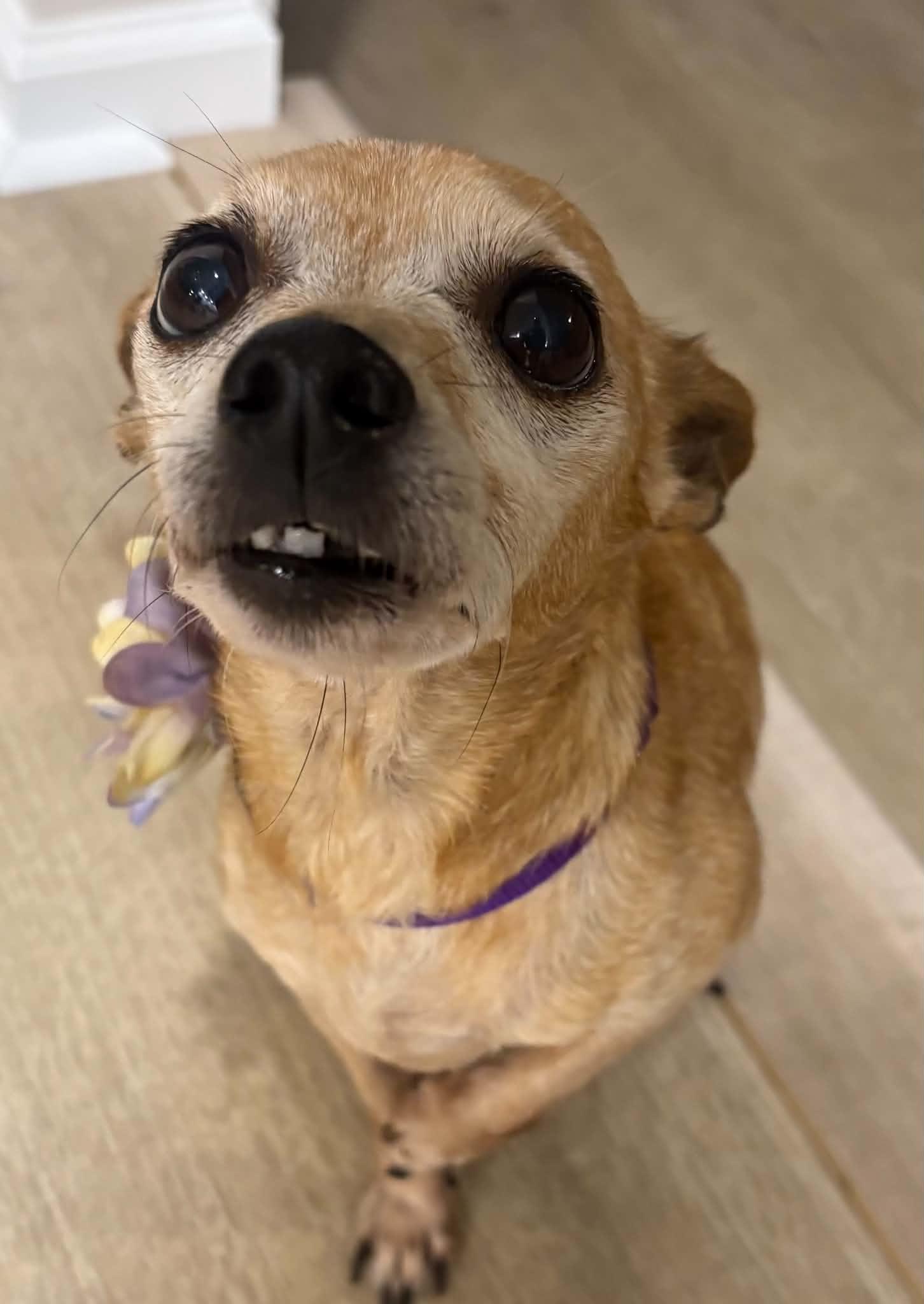 Enlarge Daisy, a Adoptable mixed breed in Virginia Beach, VA image 2/6