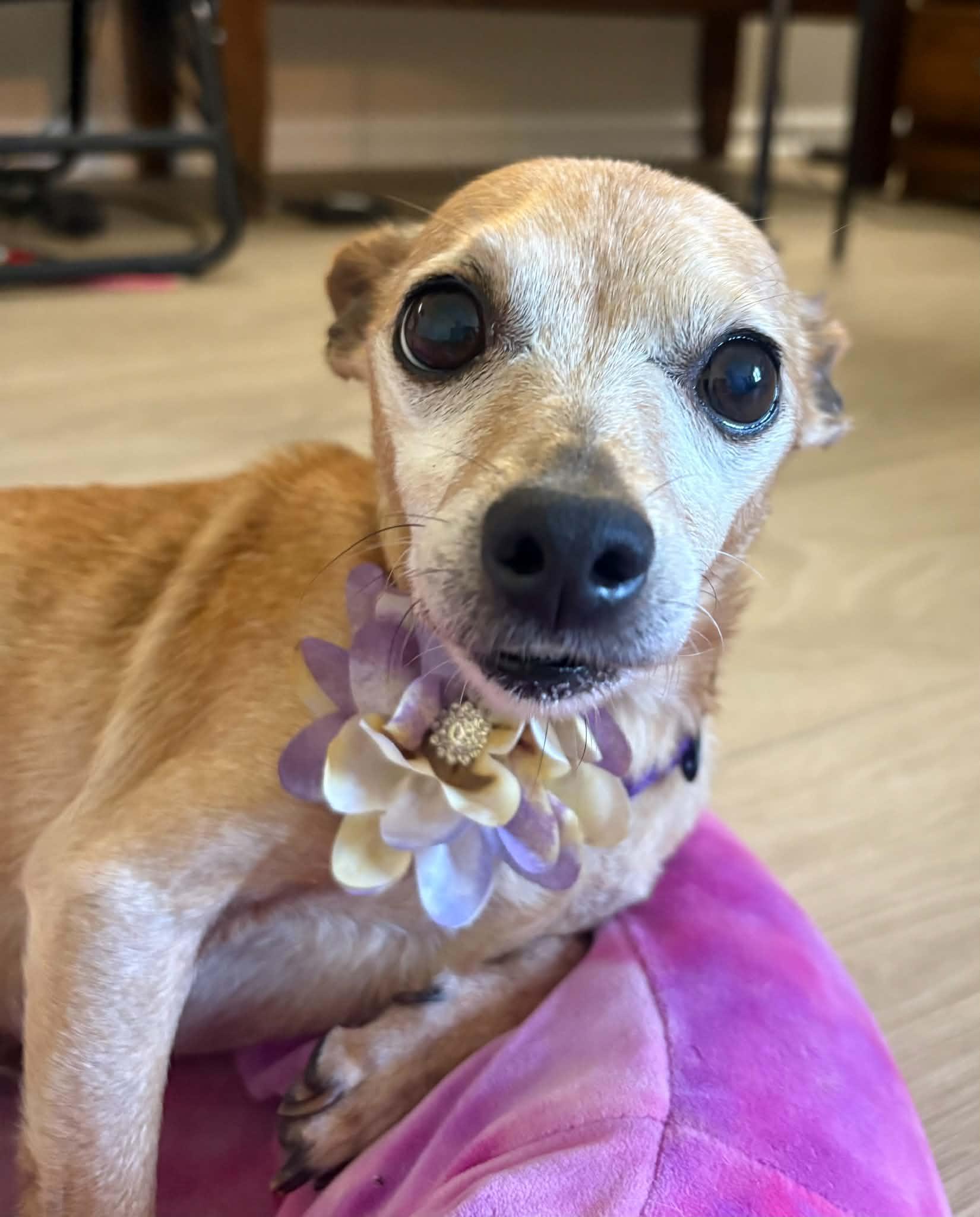 Enlarge Daisy, a Adoptable mixed breed in Virginia Beach, VA image 3/6