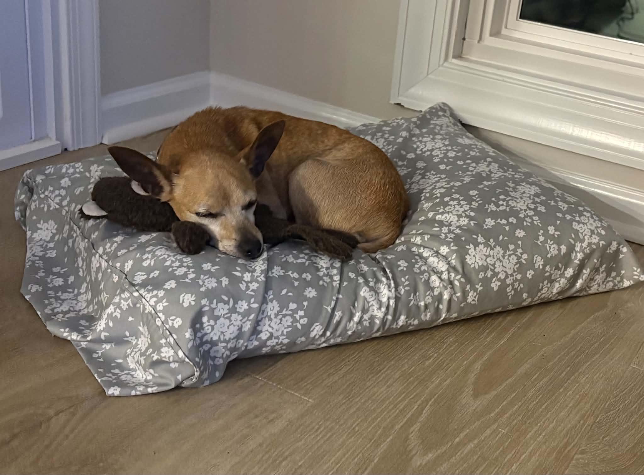 Enlarge Daisy, a Adoptable mixed breed in Virginia Beach, VA image 4/6