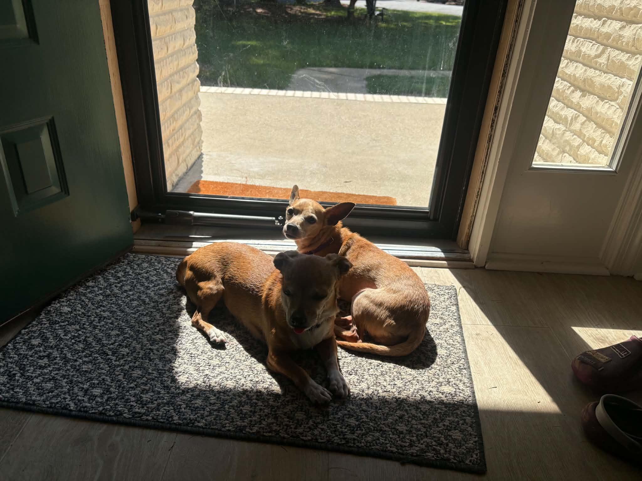 Enlarge Daisy, a Adoptable mixed breed in Virginia Beach, VA image 5/6
