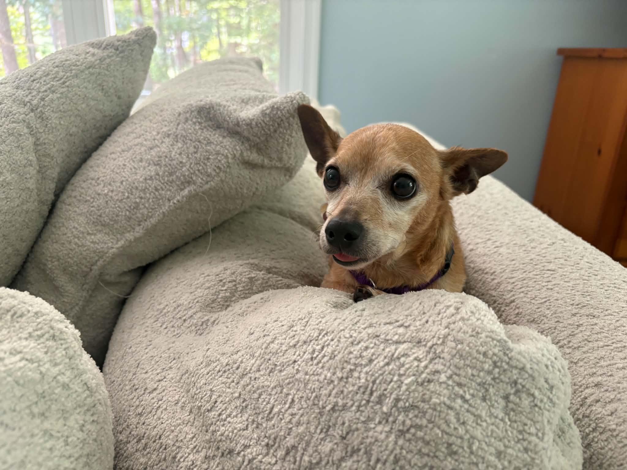 Enlarge Daisy, a Adoptable mixed breed in Virginia Beach, VA image 6/6