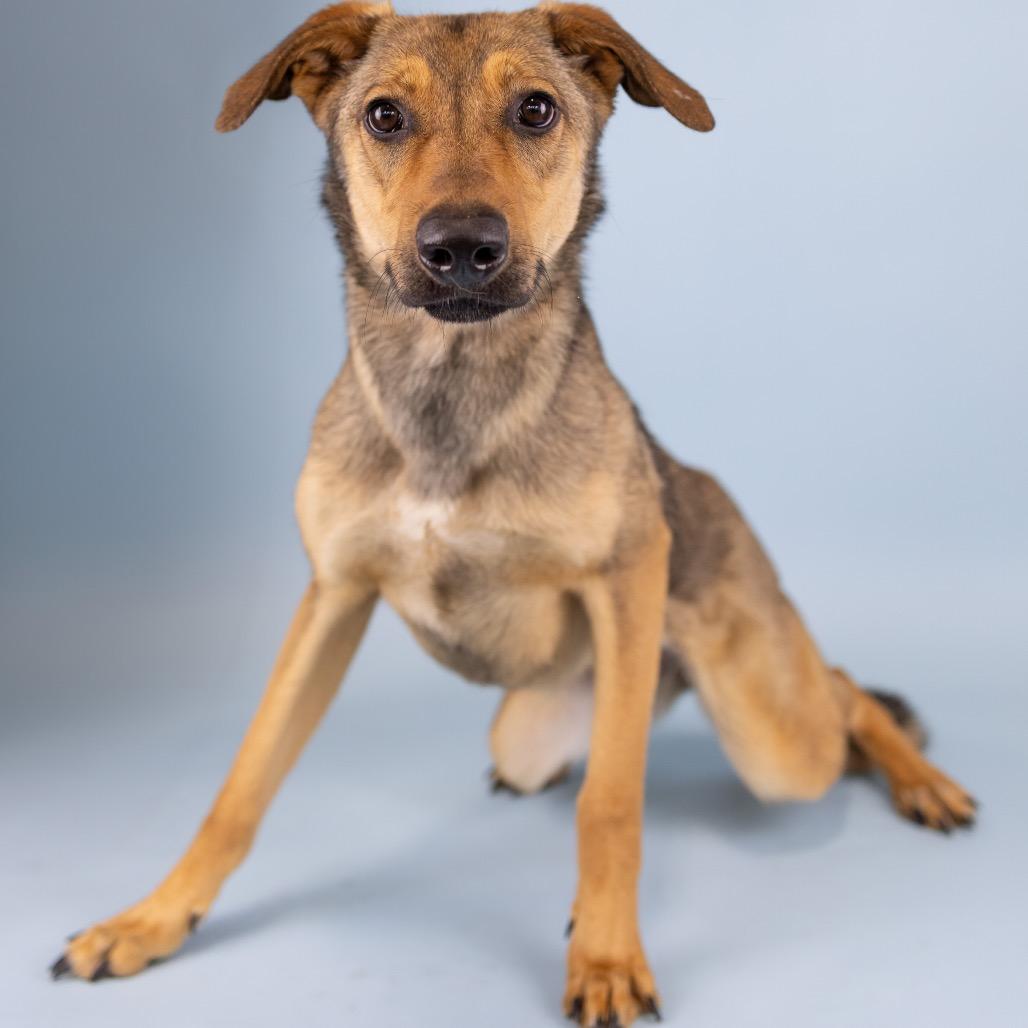 Fettucini, Adoptable, Young Female Mixed Breed.