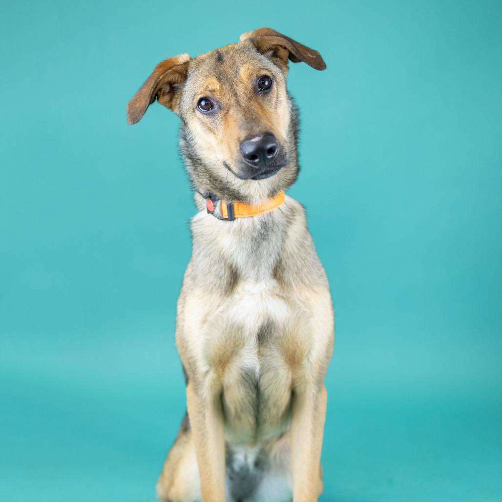 Enlarge Fettucini, a Adoptable Mixed Breed in Portland, OR image 2/3