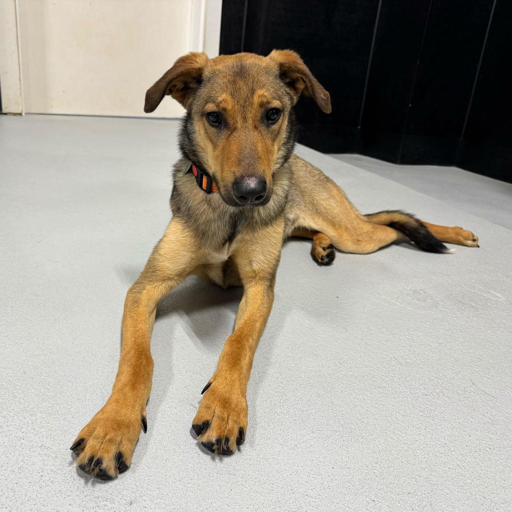 Enlarge Fettucini, a Adoptable Mixed Breed in Portland, OR image 3/3