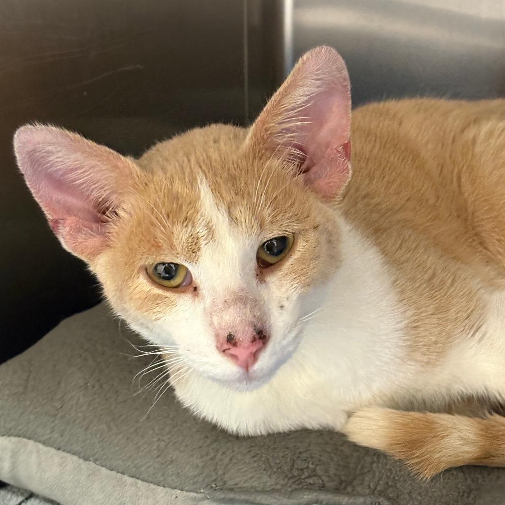 Enlarge Dobby, a Adoptable Domestic Short Hair in Saint Cloud, MN image 1/1