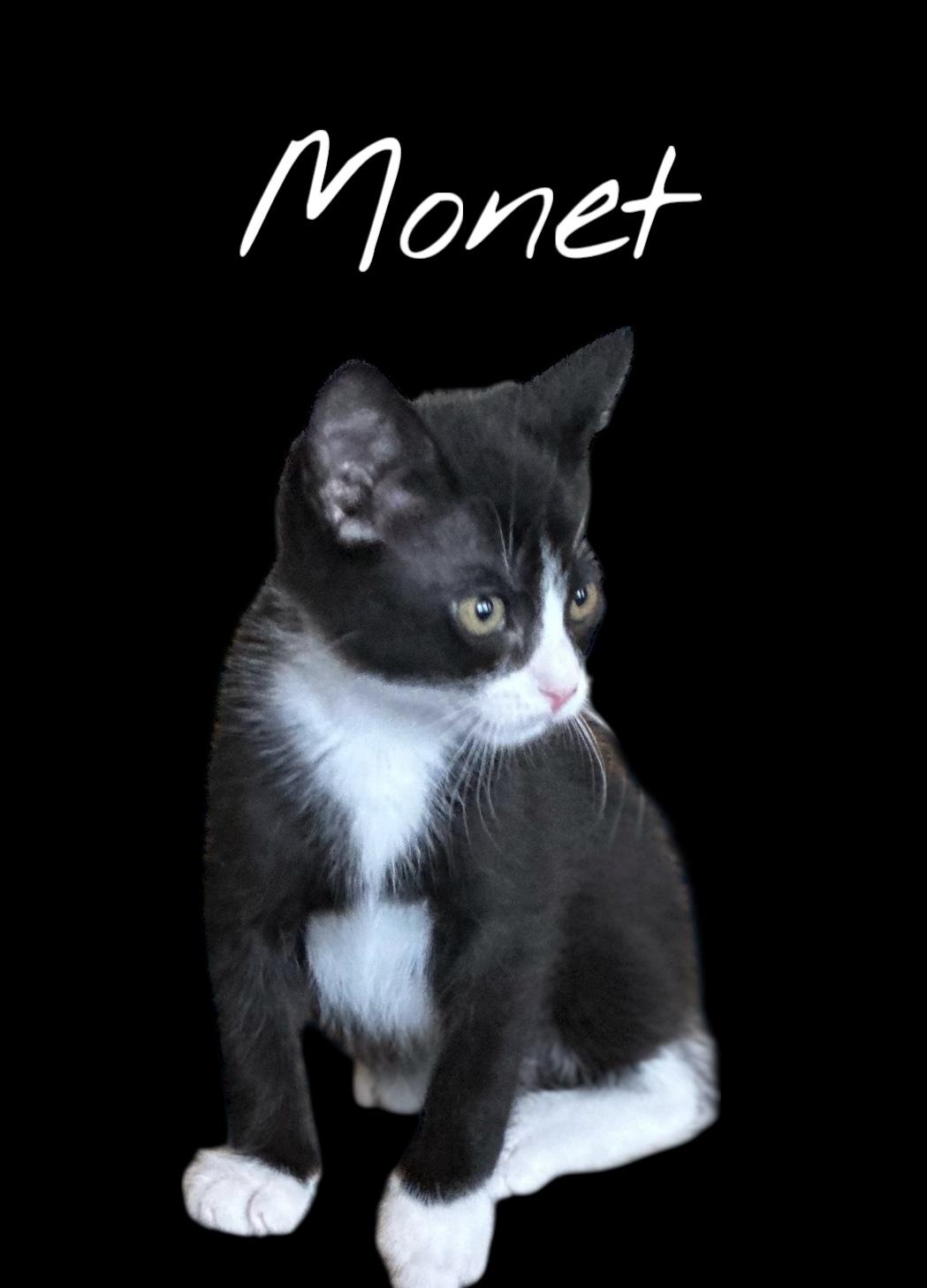 Monet Domestic Short Hair Cat