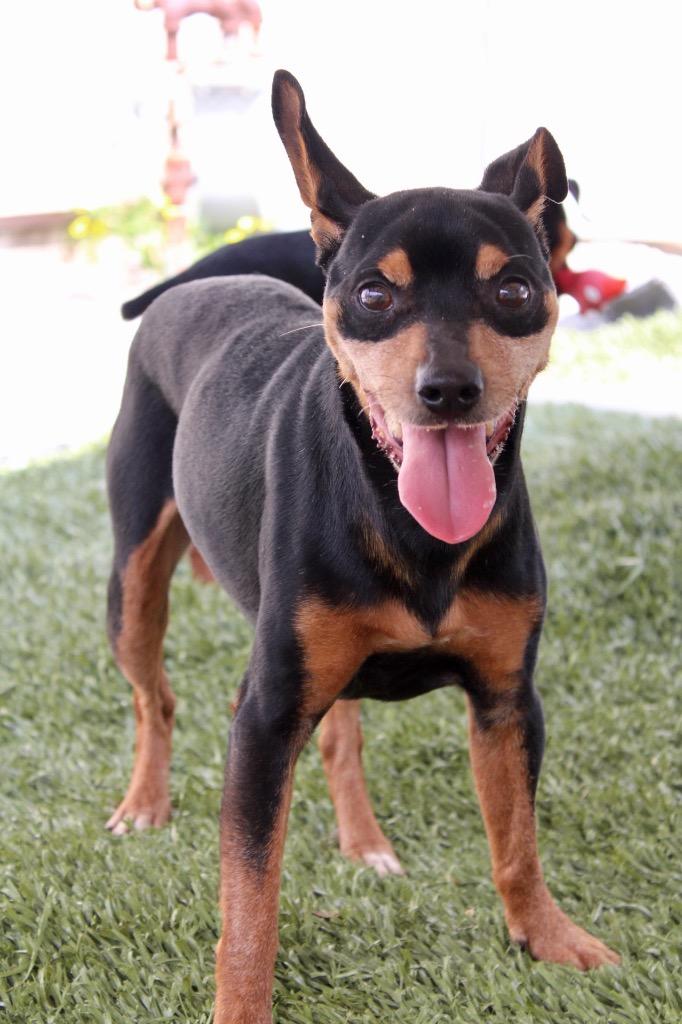 Miles, Adoptable, Adult Male Miniature Pinscher.