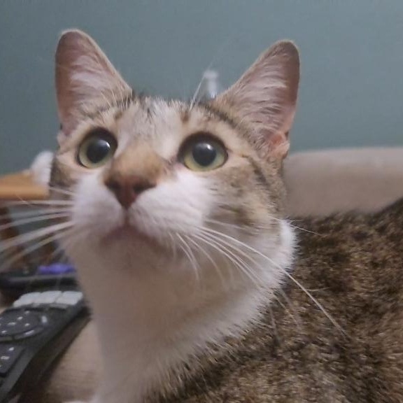 Lucy Loves cuddles, ADOPTABLE, Adult Female Domestic Short Hair.