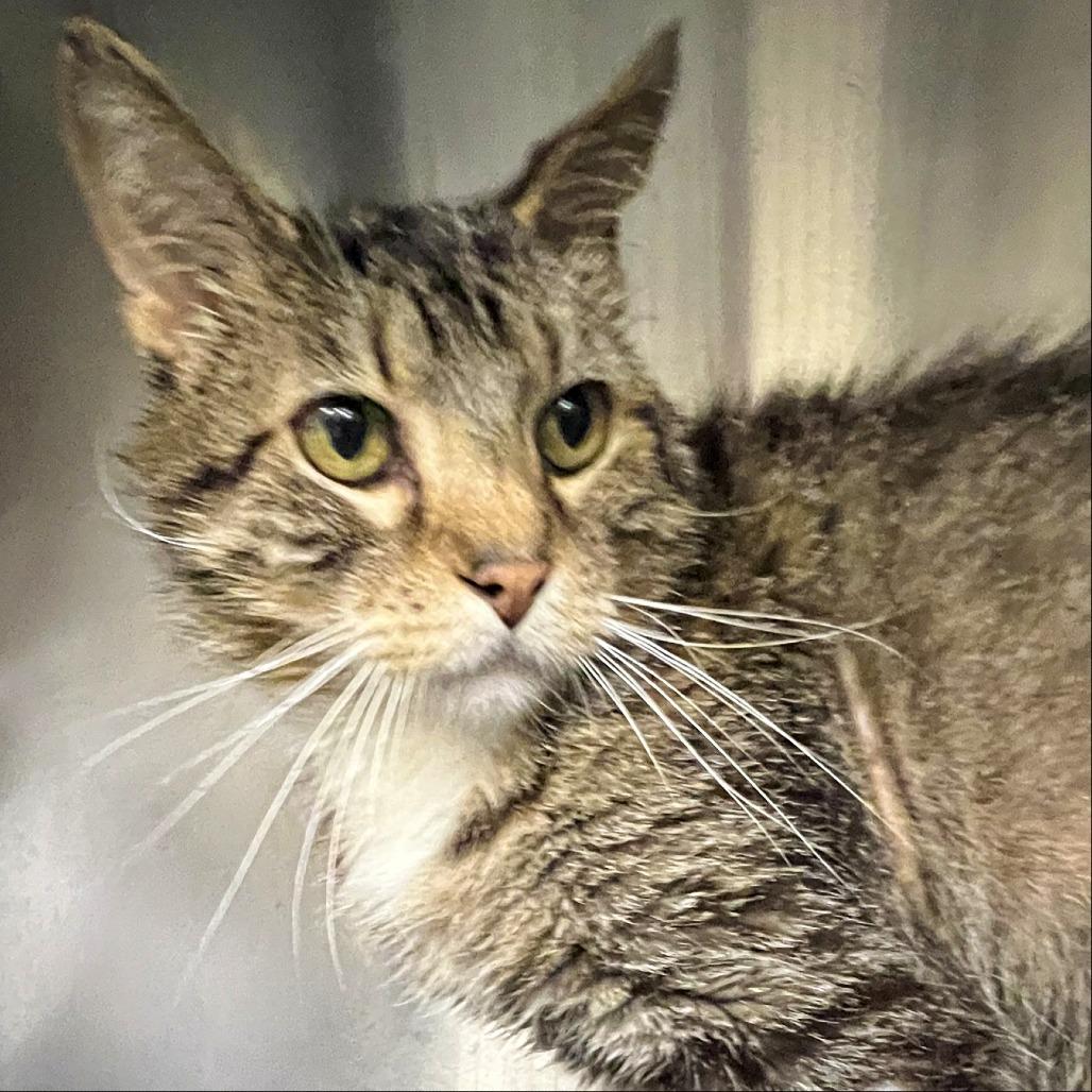 Enlarge Hawthorn, a Adoptable Domestic Short Hair in Springfield, IL image 1/1