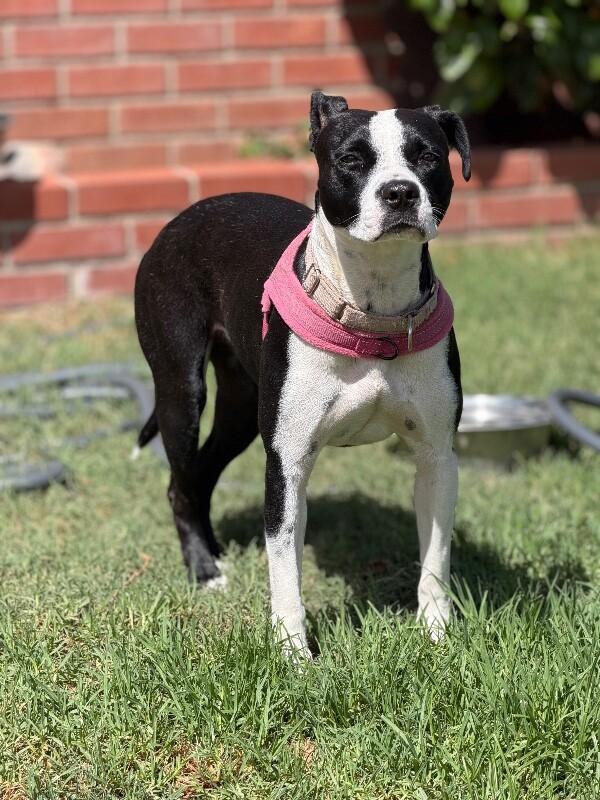 Enlarge Fancy, a Adoptable Mixed Breed in Van Nuys, CA image 2/6
