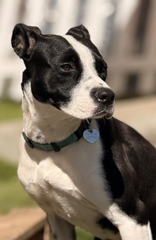 Enlarge Fancy, a Adoptable Mixed Breed in Van Nuys, CA image 5/6