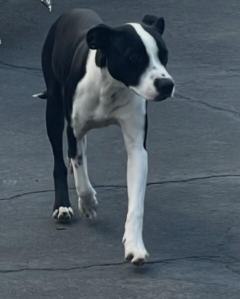 Fancy, a Adoptable Mixed Breed in Van Nuys, CA image 2/6