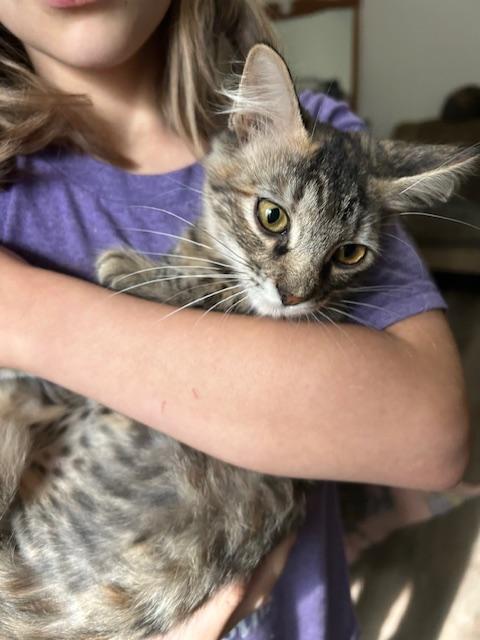 Enlarge Nimari, a ADOPTABLE Domestic Short Hair in Mansfield, TX image 2/2