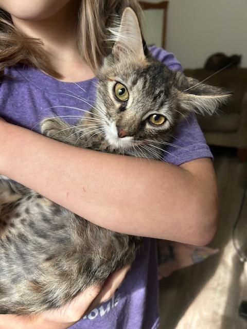 Nimari, ADOPTABLE, Young Female Domestic Short Hair.