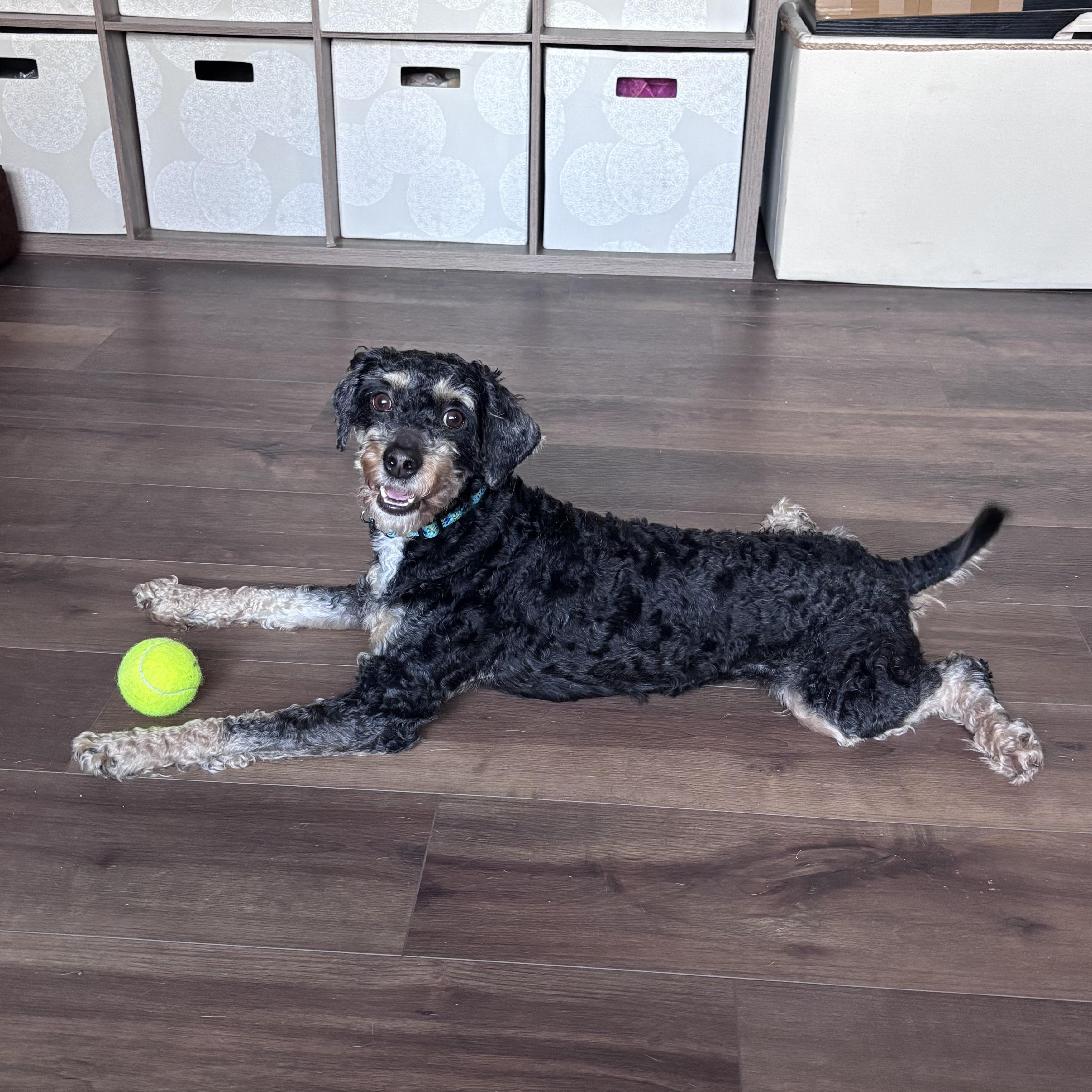 ARLO, an adopted Cavachon in Hamilton, NJ image 1/5
