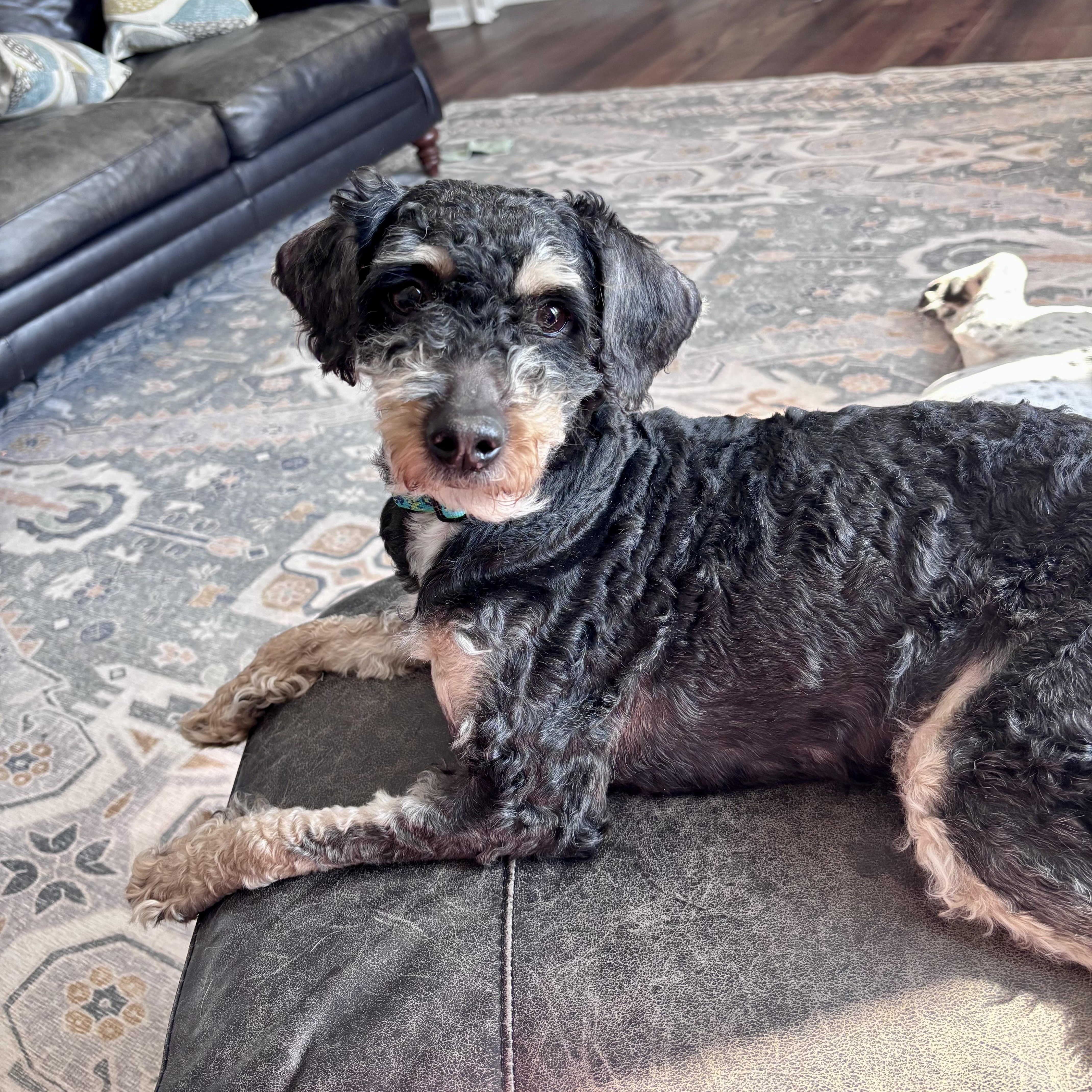 ARLO, ADOPTABLE, Young Male Cavachon.