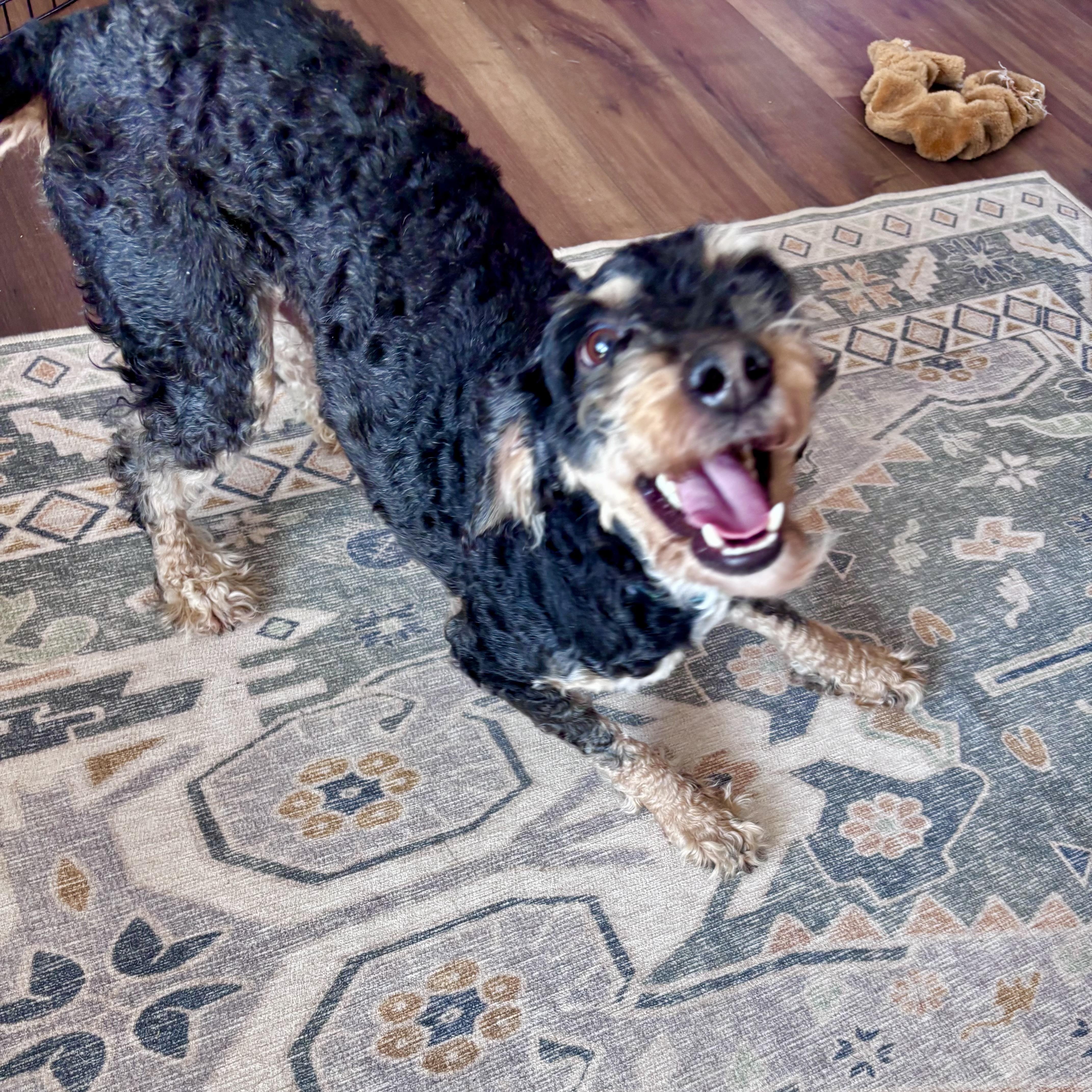 Enlarge ARLO, a ADOPTABLE Cavachon in Hamilton, NJ image 2/4