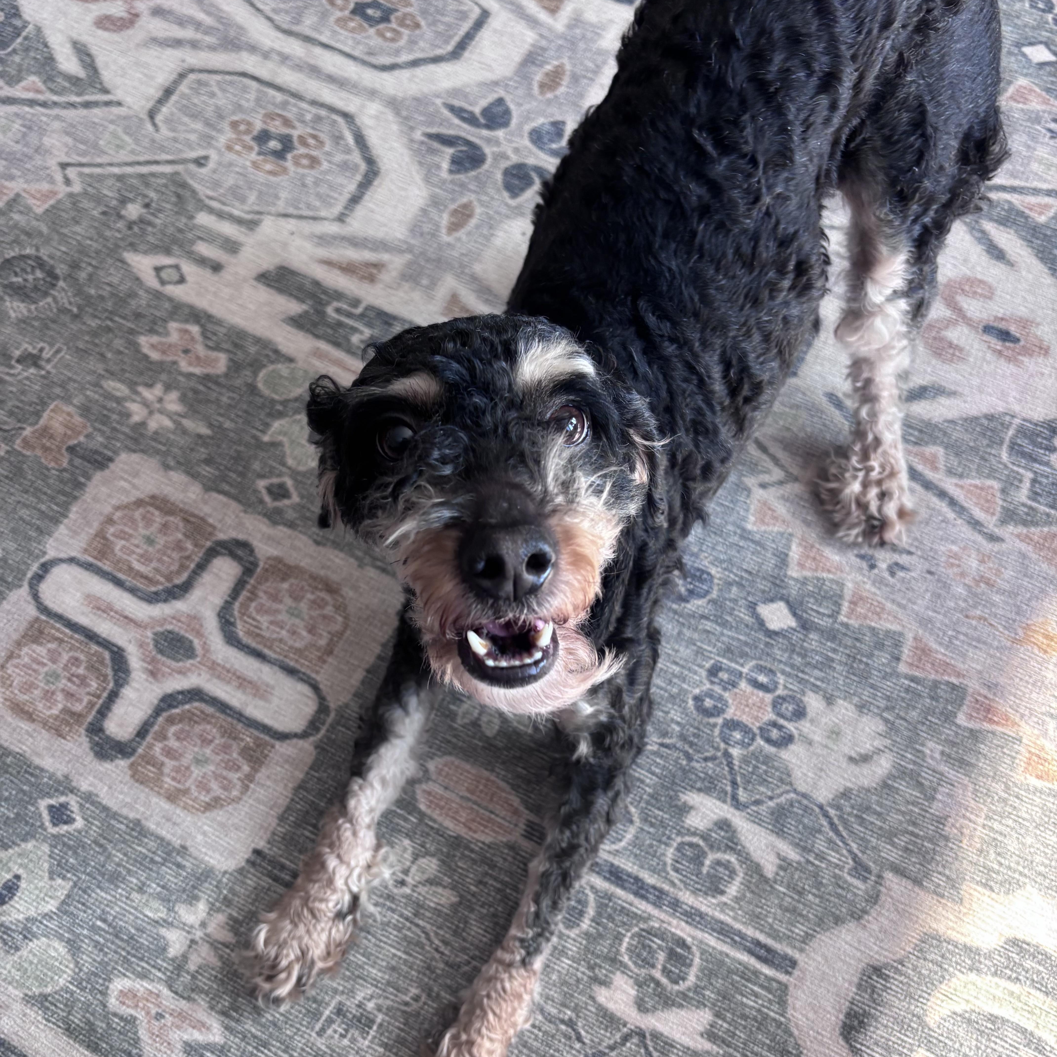 Enlarge ARLO, a ADOPTABLE Cavachon in Hamilton, NJ image 4/4