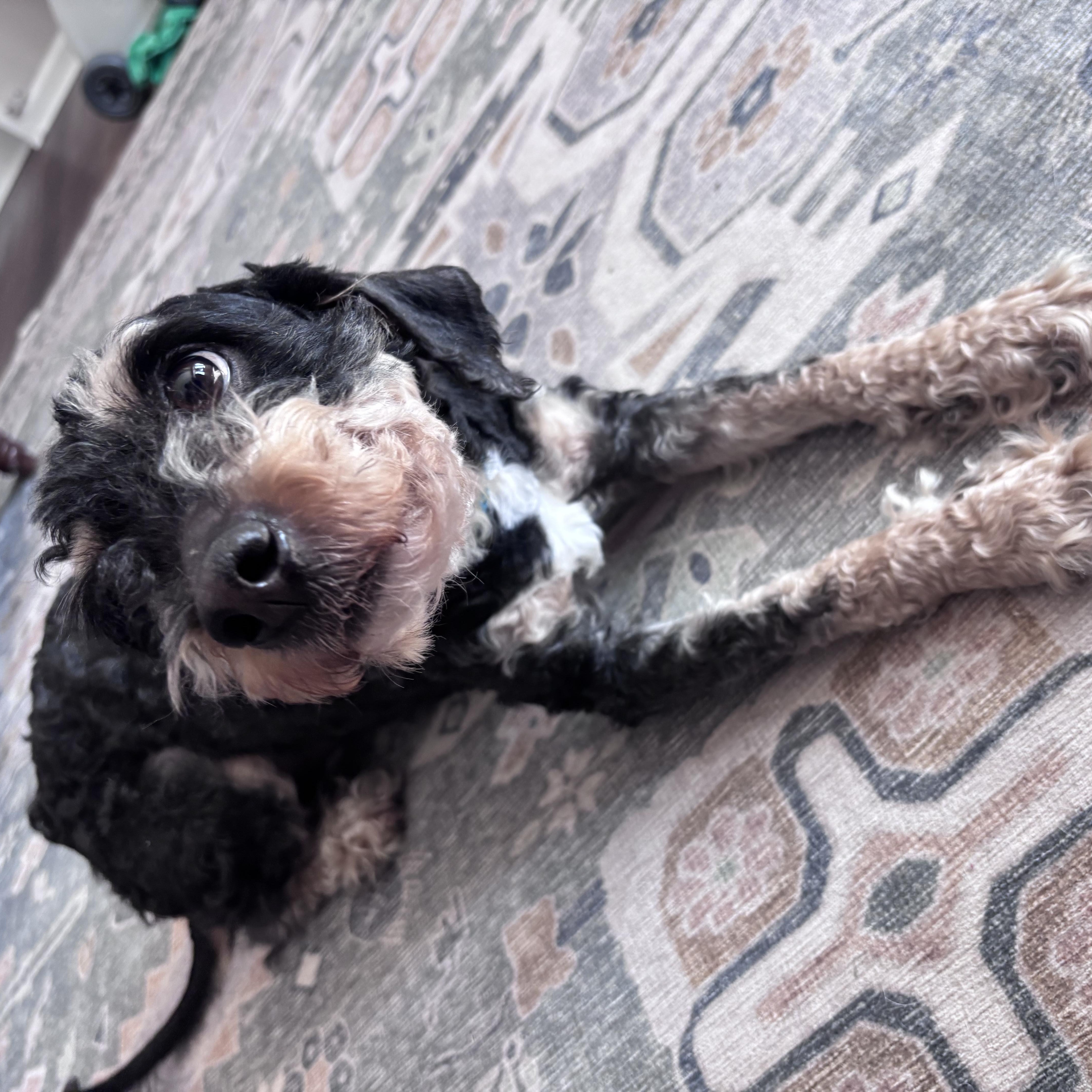 Enlarge ARLO, a ADOPTABLE Cavachon in Hamilton, NJ image 3/4