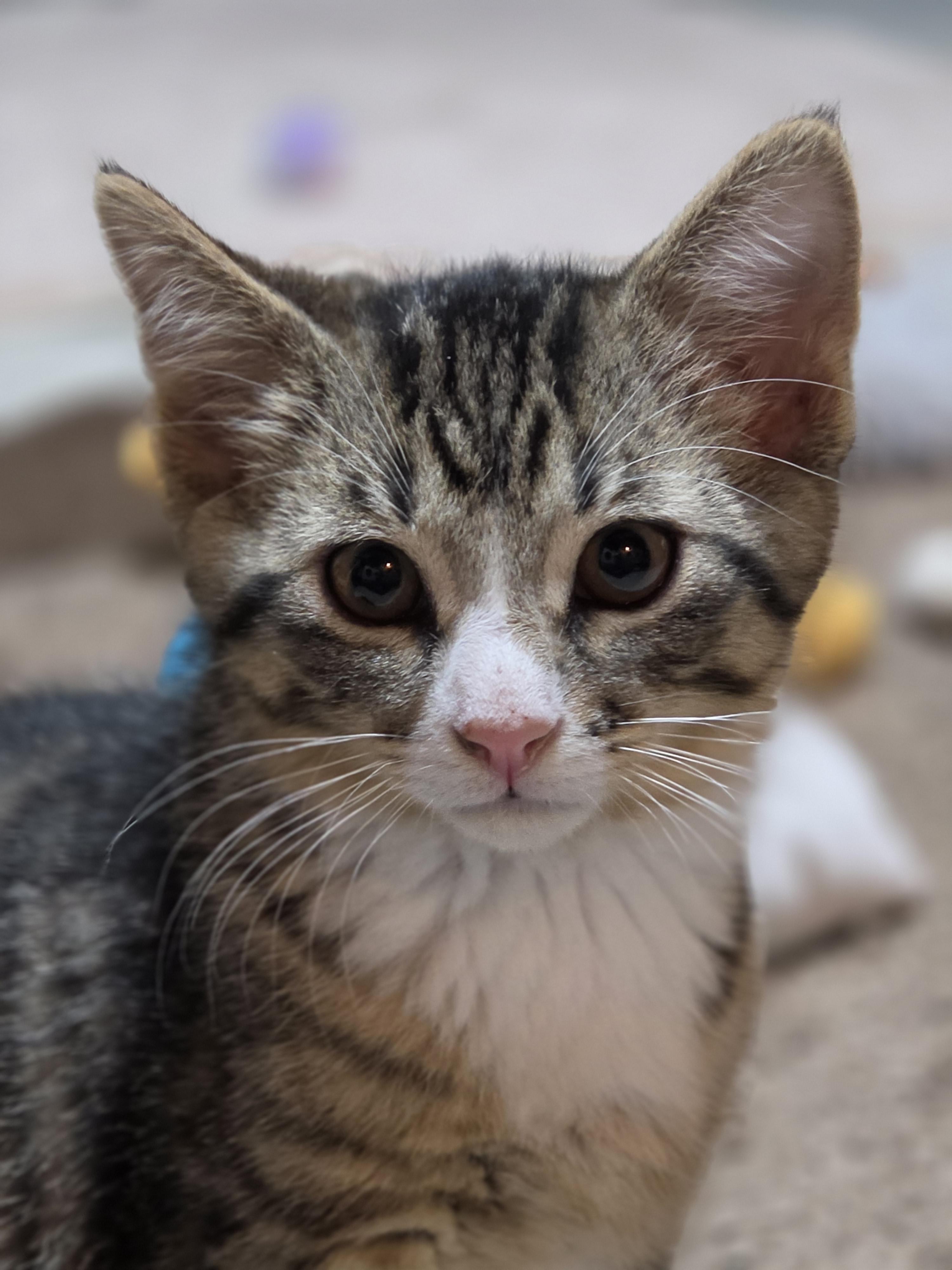 Zuko, an adopted Domestic Short Hair in Medford, WI image 2/2