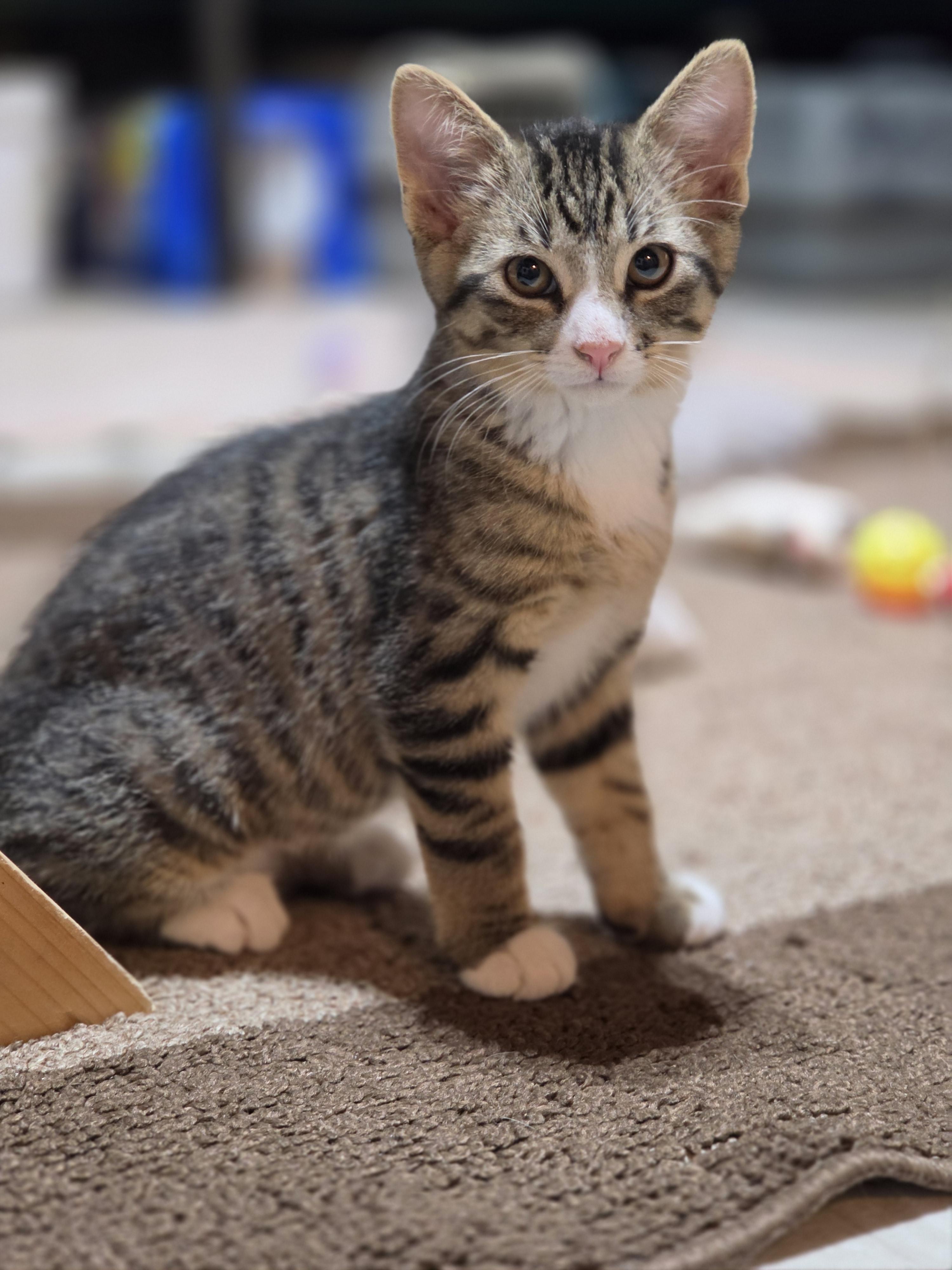 Zuko, an adopted Domestic Short Hair in Medford, WI image 1/2