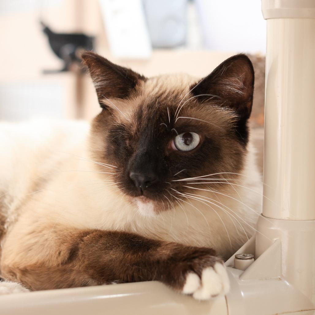 Sparrow, Adoptable, Adult Male Siamese.