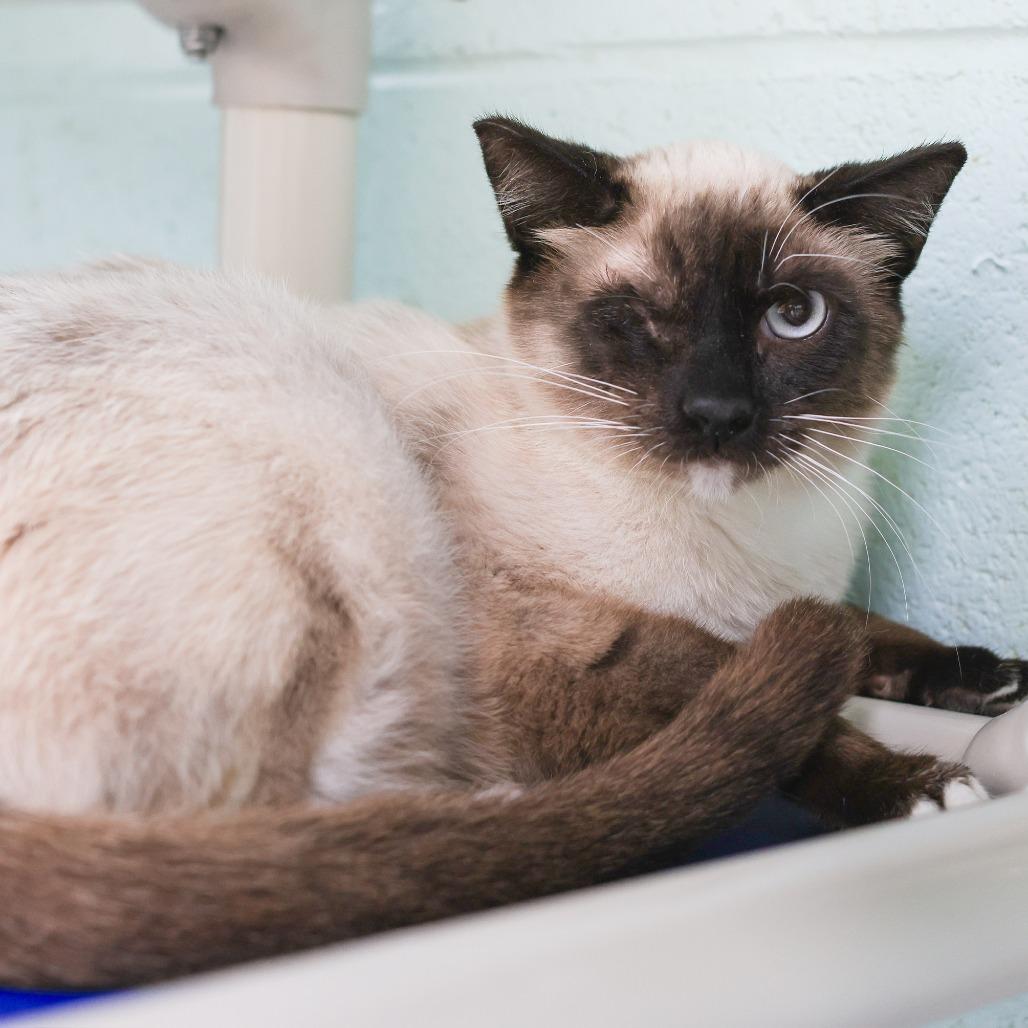 Enlarge Sparrow, a Adoptable Siamese in Los Angeles, CA image 2/3